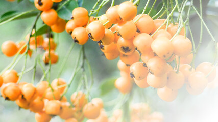 Colorful backdrop. A branch of a yellow ripe mountain ash, a natural banner