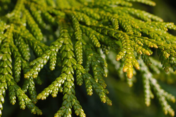 A young green thuja branch in the park.