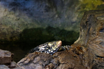Close-up on a monitor lizard in a park on a stone.