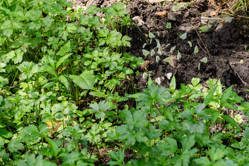 group of The green veined white (Pieris napi) eating mineral salts