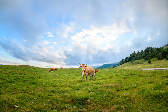 wide angle of adult cows in a pyrenean landscape, camprodon