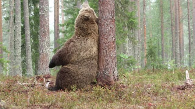 Large wild mammal, male brown bear (Ursus arctos) marking it's territory by rubbing it's back against tree in taiga forest in Finnish nature