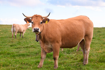 portrait of an adult cow in the fields of the pyrenees, camprodon