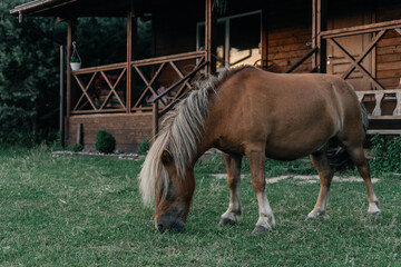 Little pony eats grass on the farm. Horse ranch.