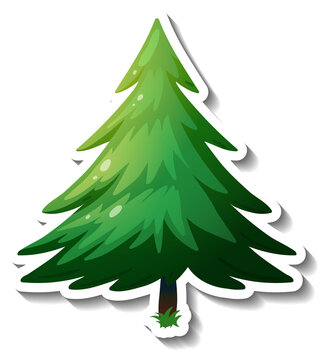 38,225 BEST "Evergreen Tree" IMAGES, STOCK PHOTOS & VECTORS | Adobe Stock