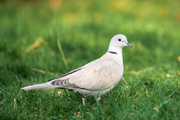 Dove