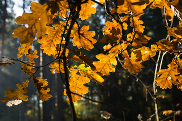 golden leaves of an oak tree in the warm autumn sunlight tranquil scene in the magical forest