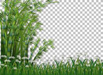 Bamboo tree and grass on transparent background