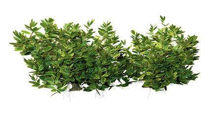 3D Rendering Sage Plants on White