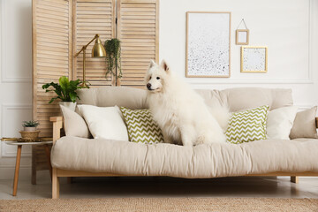 Adorable Samoyed dog on sofa in living room
