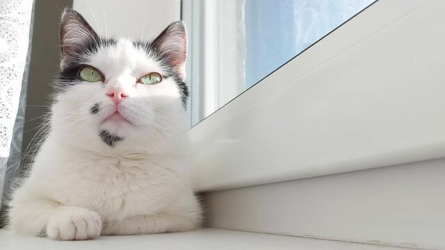 A beautiful white cat with black spots lies on the window sill and bask in the sun. Colorful