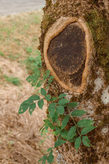 Close-up tree trunk, bark with moss