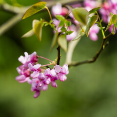 Eastern Redbud, or Eastern Redbud Cercis canadensis purple spring blossom. Close-up of Judas tree pink flowers on green background. Selective focus. Nature concept for design. Place for your text