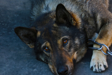 Close-up on a dog on a chain. Guard dog. Home and family security.