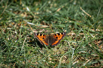 Butterfly