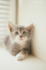 cute little grey kitten lovely portrait on the windowsill.