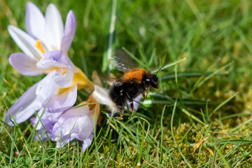 Bee