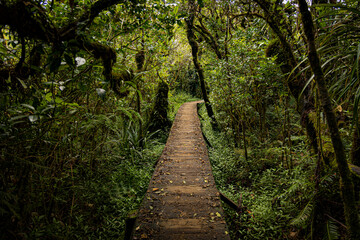 Fototapeta premium Wood plate floor trail at Primary Forest of Bélouve, Trou de Fer, Reunion Island