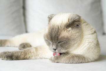 Obraz premium A beige Scottish Fold cat lies on the couch at home and brushes its fur with its tongue. The concept of life and habits of domestic cats