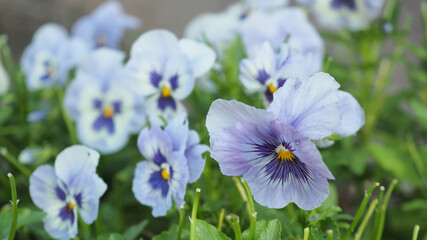 Pansy or viola flower in garden.