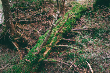 Fototapeta premium Beautiful background of a fallen tree covered with moss.
