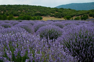 Naklejka na ściany i meble Clusters of purple flowers on a lavender farm. Beautiful landscape of aromatic plants farm. Copy space for text, panoramic background.