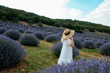 Young woman wearing white dress and broad brim straw hat walking between clusters of lavender on a farm. Beautiful landscape of aromatic plants field. Copy space for text, panoramic background.