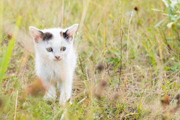 White street kitten in tall grass in the meadow. The concept of helping homeless animals.