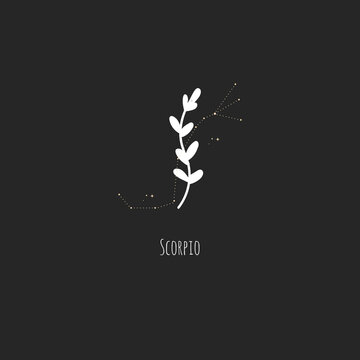 Hand drawing Scorpio constellation symbol with floral branch and stars. Modern minimalist mystical astrology aesthetic illustration with zodiac signs