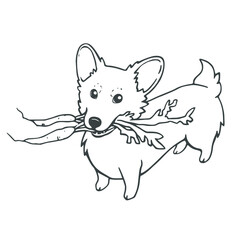 A dog of the breed Corgi holds a carrot in his mouth. Black and white linear sketch. Vector illustration. Hand drawing cartoon dogs on white background