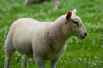 Sheep are quadrupedal, ruminant mammals typically kept as livestock,  are members of the order Artiodactyla, the even-toed ungulates. Easter Lamb is by far the most significant of this great feast.