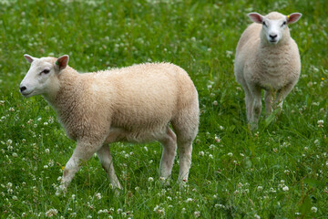 Naklejka na ściany i meble Sheep are quadrupedal, ruminant mammals typically kept as livestock, are members of the order Artiodactyla, the even-toed ungulates. Easter Lamb is by far the most significant of this great feast.