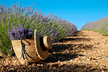 Close up shot of straw bag and broad brim hat near the clusters of purple flowers on a lavender...