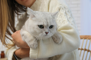 Fototapeta na wymiar Adorable white British Shorthair cat with his owner indoors, closeup. Cute pet