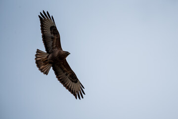 eagle in flight