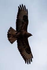 eagle in flight