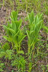 Fototapeta premium spring shoots in the forest