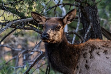A Female Elk in Grand Canyon National Park, Arizona