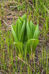 Obraz premium spring shoots in the forest