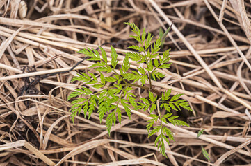 spring shoots in the forest