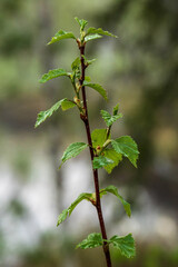 leaves on a branch