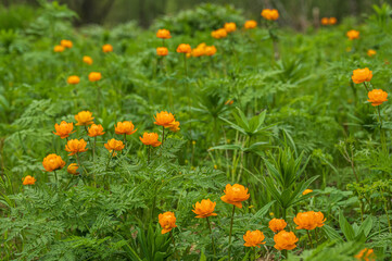spring flowers asian bathing suit