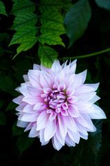 Beautiful pink dahlia flower. Close-up of a beautiful dahlia. Garden in bloom. Flower photography