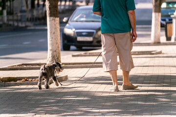 pet owner walking with pet in the outdoors