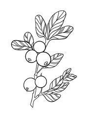 branch of a tree with leaves and berries. black and white image for coloring