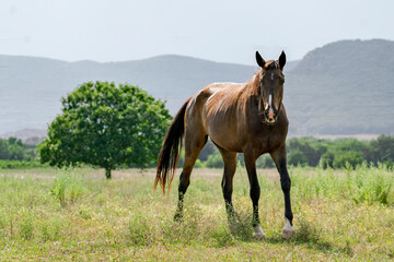 beautiful horse on the meadow in mountains, summer season nature