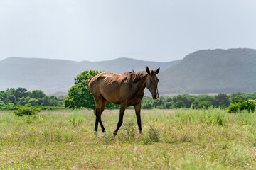 beautiful horse on the meadow in mountains, summer season nature