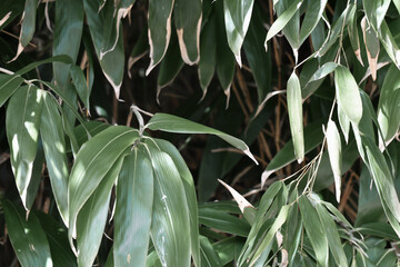 Naklejka na ściany i meble Natural background photo of green leaves