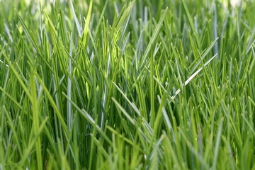 Fototapeta na wymiar Closeup macro of green grass