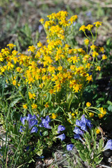 A cluster of Wyoming wild flowers 